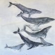 humpback-whales-lynn-johnson